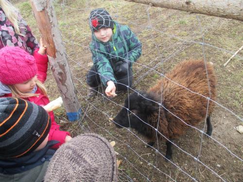 Krmení oveček (8. 3. 2016)