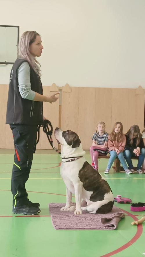 Pes, můj kamarád
