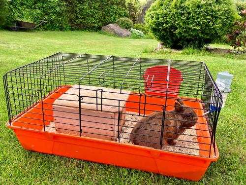 Mazlíčci ve škole